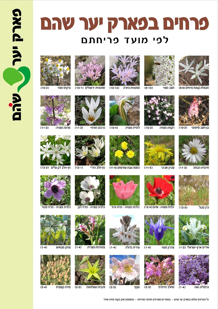 פרחים בפארק יער שוהם