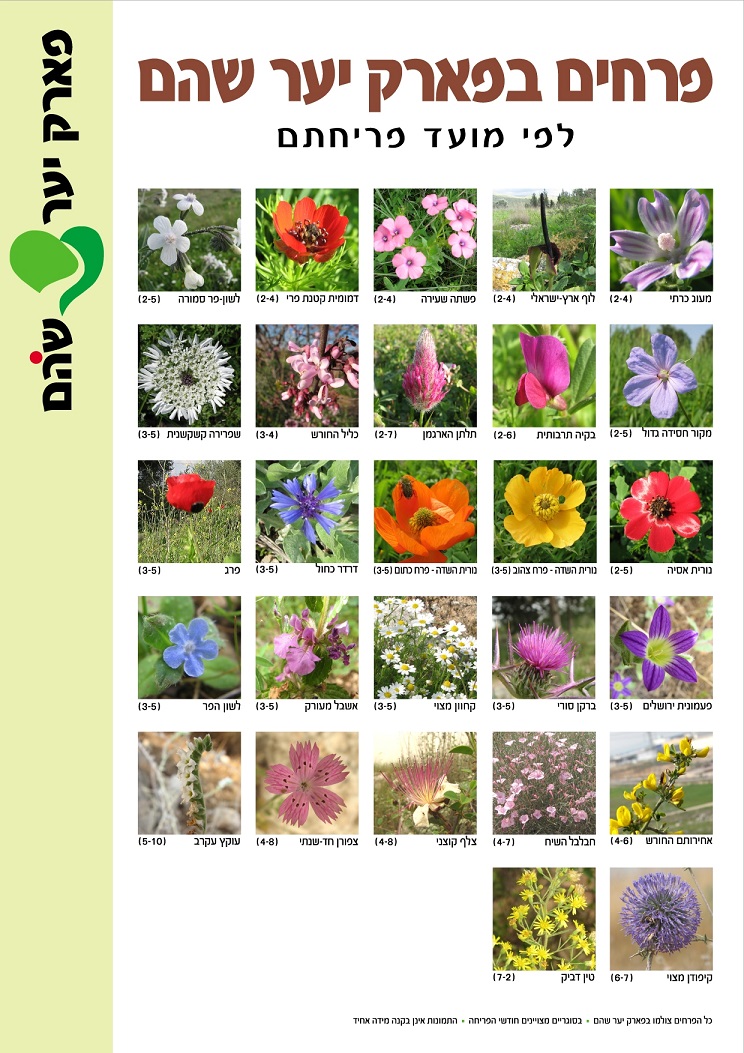 פרחים בפארק יער שוהם
