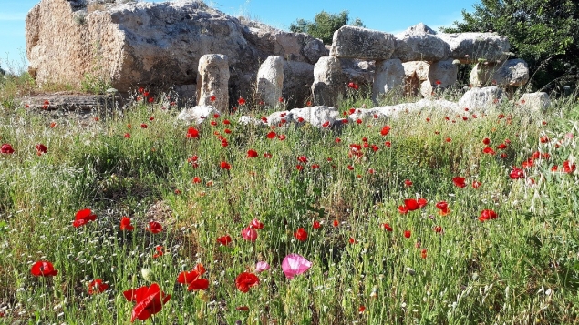 מועצה מקומית שוהם